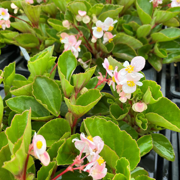 Begonia Hula Blush