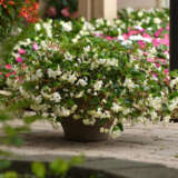 Begonia Hula Blush - Garden Express Australia