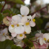Begonia Hula Blush