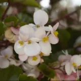 Begonia Hula Blush Begonia Hula Blush