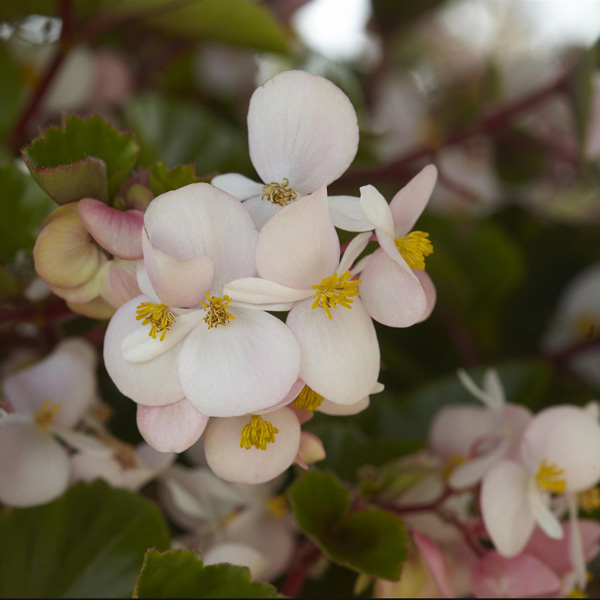 Begonia Hula Blush