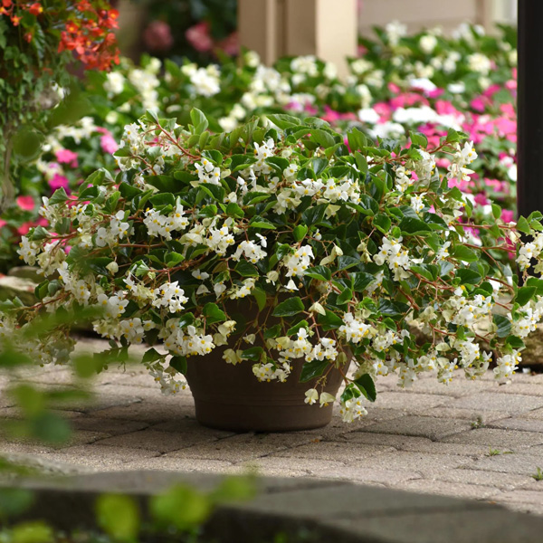 Begonia Hula Blush