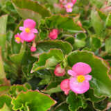 Begonia Hula Pink