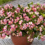 Begonia Hula Pink - Garden Express Australia