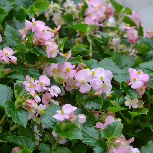 Begonia Hula Pink