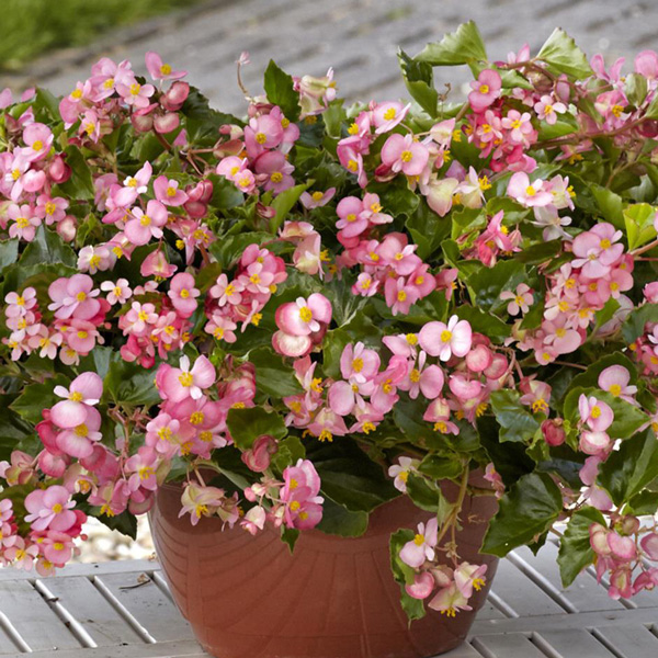 Begonia Hula Pink