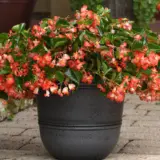 Begonia Hula Red Begonia Hula Red