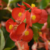 Begonia Hula Red