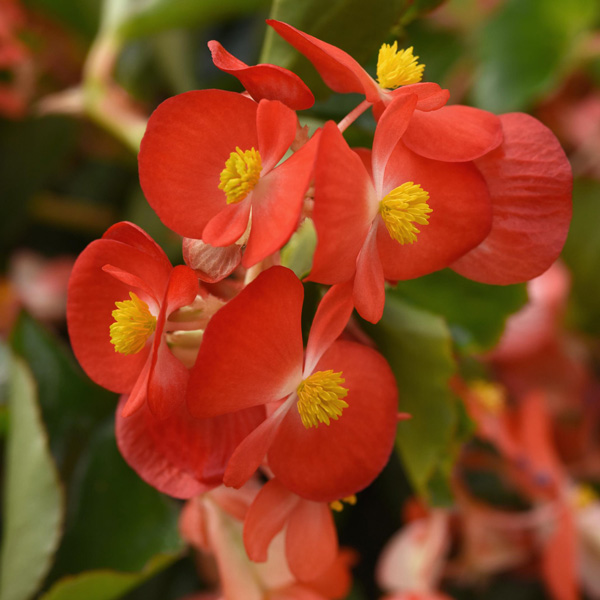 Begonia Hula Red