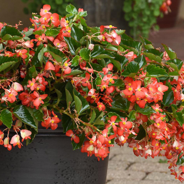 Begonia Hula Red