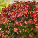 Begonia Hula Red White Bicolour