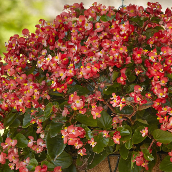 Begonia Hula Red White Bicolour