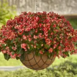 Begonia Hula Red White Bicolour Begonia Hula Red White Bicolour