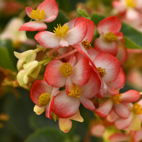 Begonia Hula Red White Bicolour