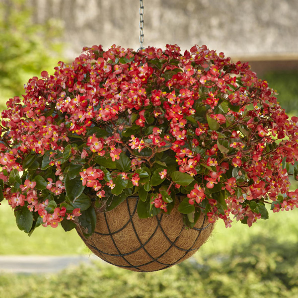 Begonia Hula Red White Bicolour