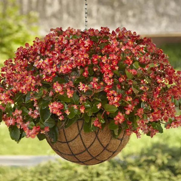 Begonia Hula Red White Bicolour Begonia Hula Red White Bicolour