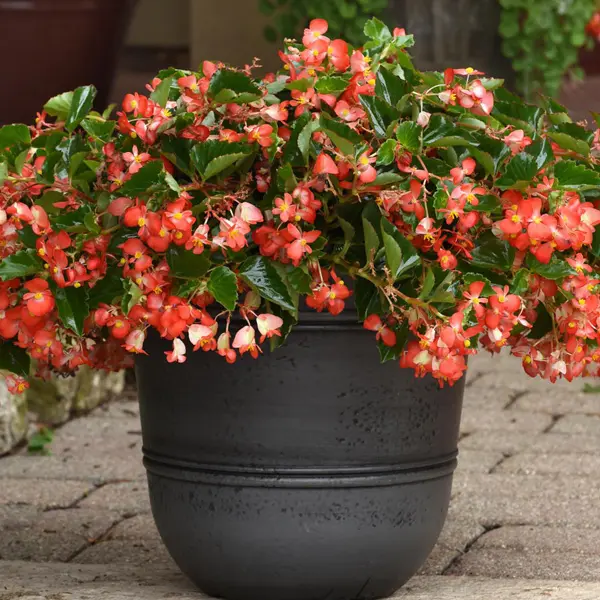 Begonia Hula Red