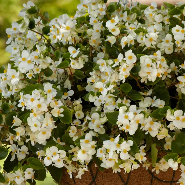 Begonia Hula White
