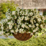 Begonia Hula White - Garden Express Australia