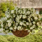 Begonia Hula White Begonia Hula White