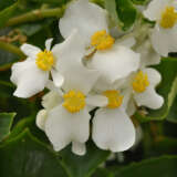 Begonia Hula White
