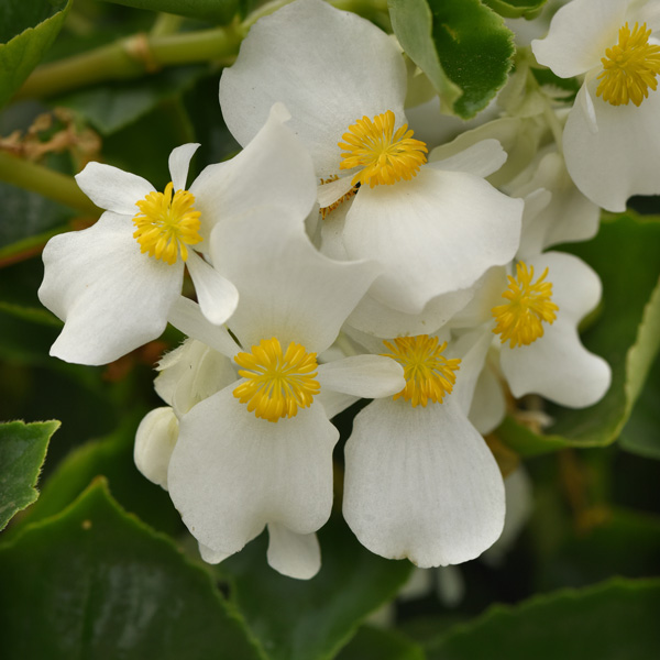 Begonia Hula White