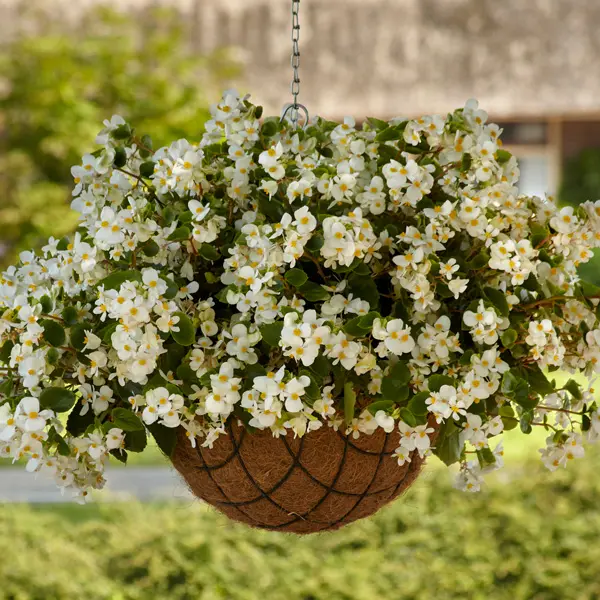 Begonia Hula White