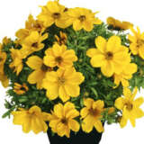 Bidens Popstar