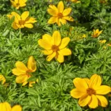 Bidens Popstar P14bidpst - Garden Express Australia