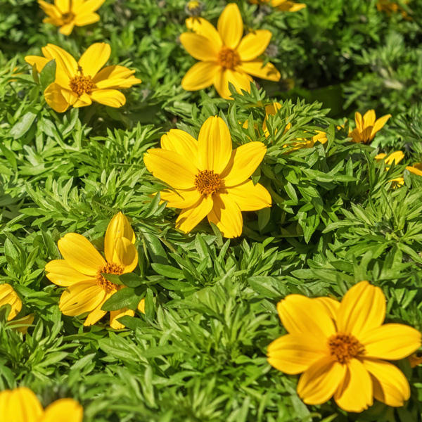 Bidens Popstar