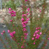 Boronia Flamingo P14borfla - Garden Express Australia