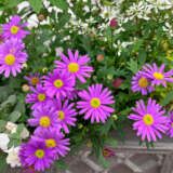 Brachyscome Fresco Candy P14brafca - Garden Express Australia