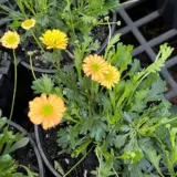 Brachyscome Pacific Sun P14brapsu - Garden Express Australia