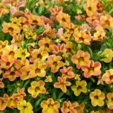 Calibrachoa Calipetite Apricot Dream P68calcad - Garden Express Australia