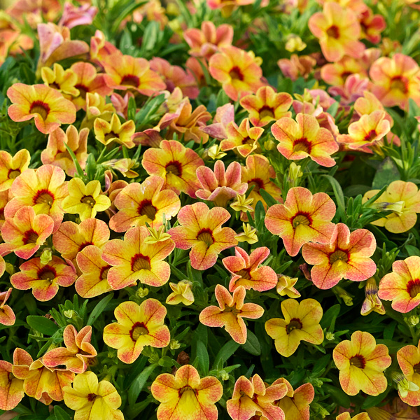 Calibrachoa Calipetite Apricot Dream