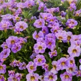 Calibrachoa Calipetite Blue Splash P68calcbs - Garden Express Australia