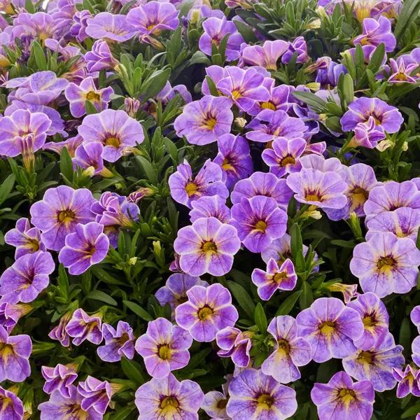 Calibrachoa Calipetite Blue Splash Calibrachoa Calipetite Blue Splash