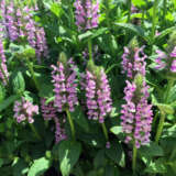 Catmint – Nepeta Pink Cat