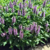 Catmint Nepeta Pink Cat P68catpct - Garden Express Australia