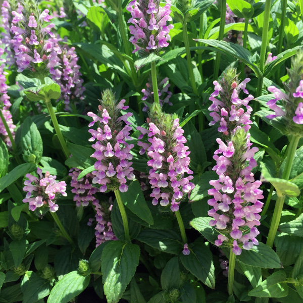 Catmint – Nepeta Pink Cat