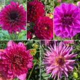 Dahlia Bordeaux Bliss Collection 2025 Coldahbbl - Garden Express Australia