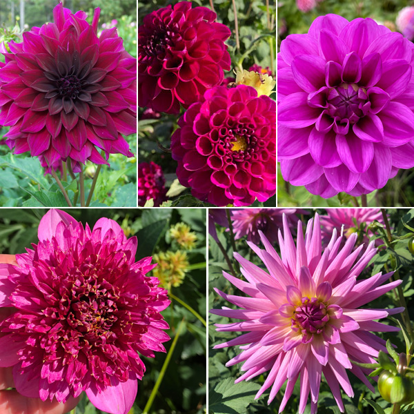 Dahlia Moscato Magic Collection
