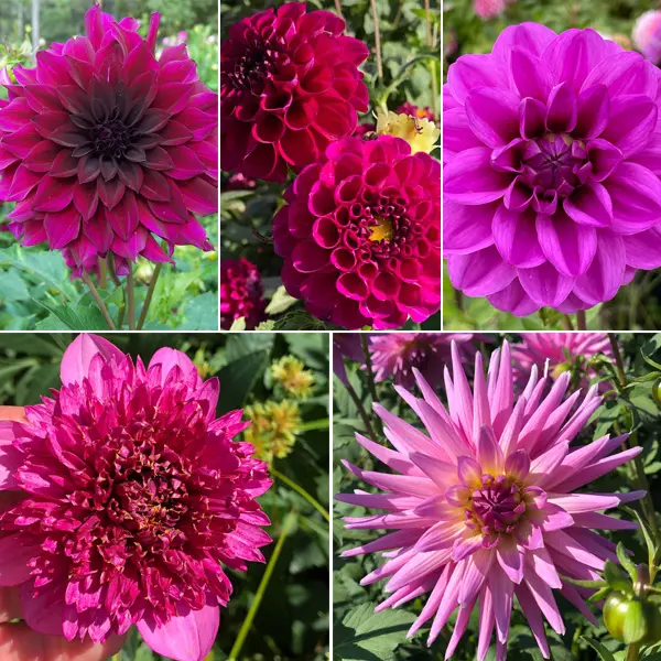Dahlia Moscato Magic Collection Dahlia Moscato Magic Collection