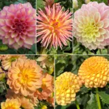 Dahlia Champagne Blush Collection 2025 Coldahcbl - Garden Express Australia