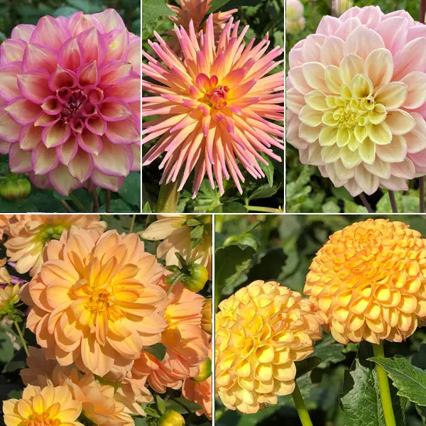 Dahlia Moscato Magic Collection
