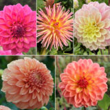 Dahlia Champagne Blush Collection 2026 Coldahcbl - Garden Express Australia