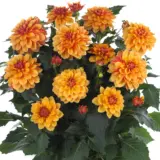 Dahlia Hypnotica Bronze Bicolour P75dahhbb - Garden Express Australia