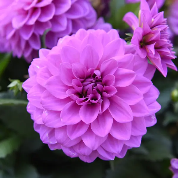 Dahlia Hypnotica Lavender Dahlia Hypnotica Lavender