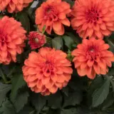 Dahlia Hypnotica Orange P75dahhor - Garden Express Australia
