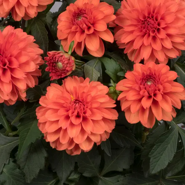 Dahlia Hypnotica Orange Dahlia Hypnotica Orange